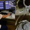 Doi tineri depistați, la Arad, cu miocardită acută, în urma investigațiilor imagistice!
